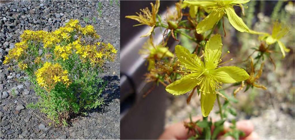 Common St. Johnswort (Hypericum perforatum) (Pictures and identifying characteristics from http://www.ag.ndsu.edu/pubs/plantsci/weeds/w1411.