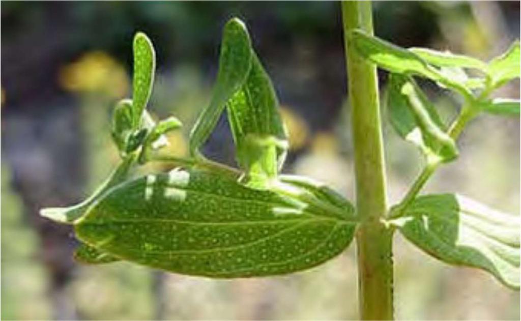 Leaves are opposite, entire, linear to oblong with in-rolled edges and 3/8 to 1 inch long. They are dark green above and light green below and dotted with tiny, translucent glands.