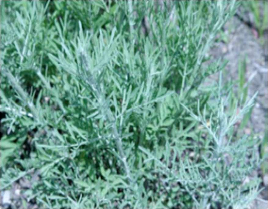 Spotted knapweed (Centaurea maculosa) (Pictures from http://wrc.umn.edu/prod/groups/cfans/@pub/@cfans/@wrc/documents/asset/cfans_asset_114216.