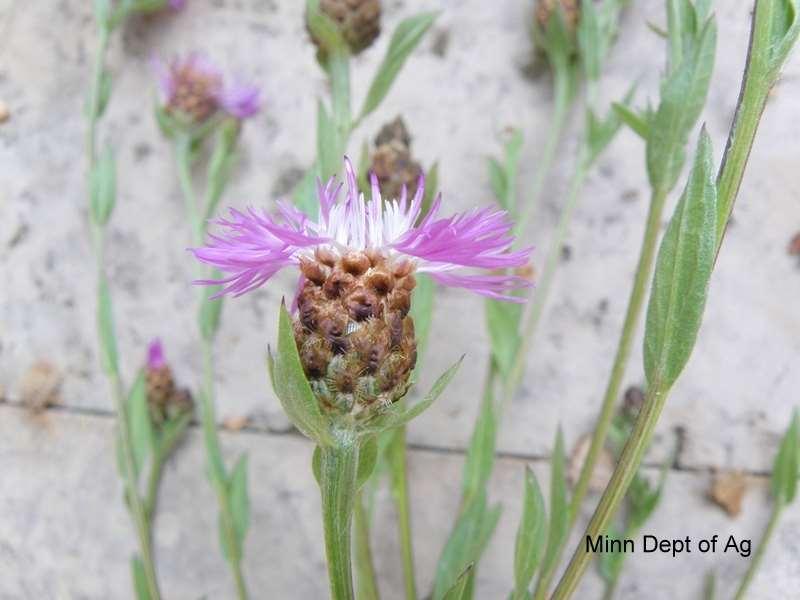 Brown knapweed (Centaurea jacea) (Pictures and identifying characteristics from http://www.mda.state.mn.