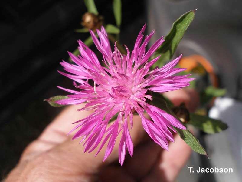 Meadow knapweed (Centaurea x moncktonii) (Pictures and identifying characteristics from