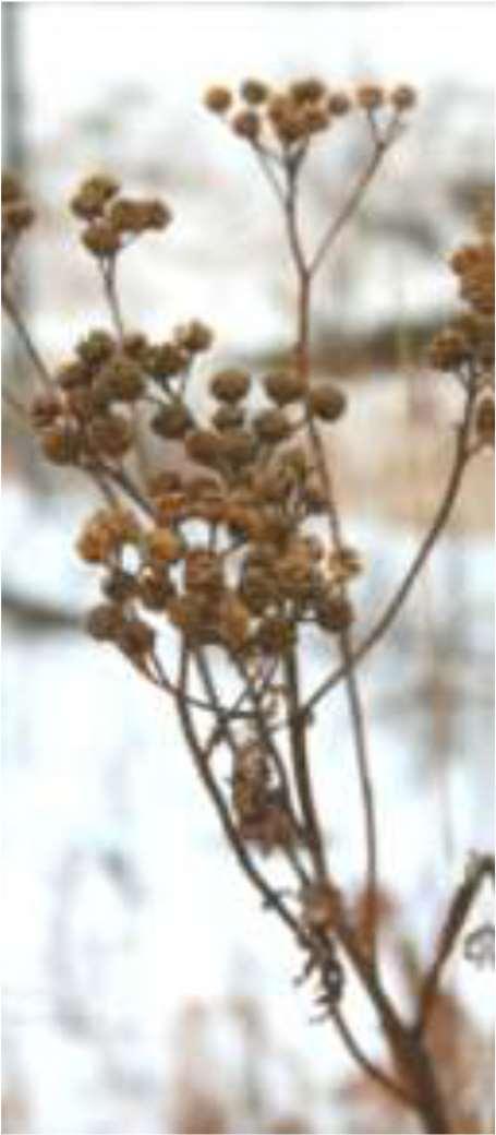 html) Perennial herbaceous plant, 3' tall, up to 5' in shaded areas, and erect.