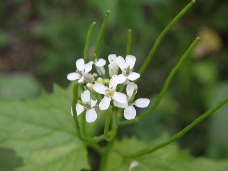 flowers. Only plant of this height blooming white in wooded environments in May.