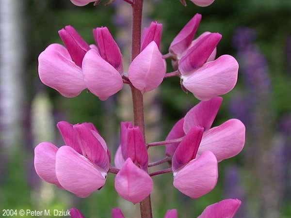 Garden lupine (Lupinus polyphyllus) (Pictures and identification characteristics from https://www.minnesotawildflowers.