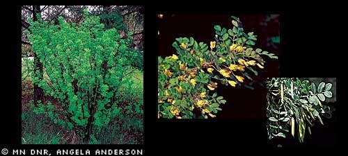 Siberian peashrub (Caragana arborescens) (Pictures and identification characteristics from http://www.dnr.state.mn.us/invasives/terrestrialplants/woody/siberianpeashrub.