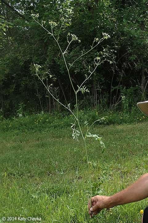 2/23/2017 Solidstem burnet-saxifrage (Pimpinella saxifraga) (Pictures