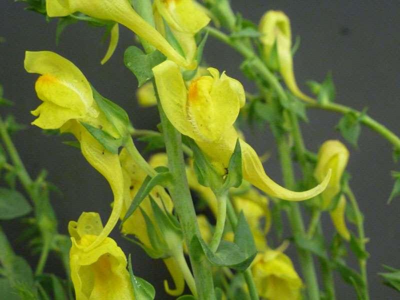 yellow snapdragon. It is a short-lived perennial that grows up to 4 feet tall.