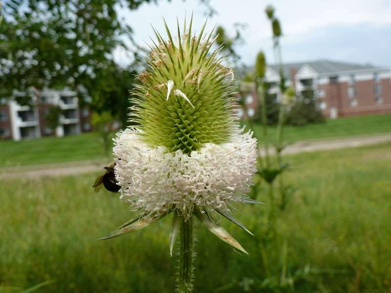 aspx ) Identification characteristics: Teasels are monocarpic perennials (produce seed only once in a