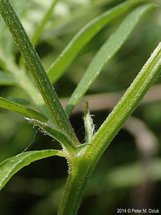 Leaves and Stems: Leaves are compound with 5 to 12 pairs of leaflets, and a branched tendril at the end that entwines surrounding vegetation for support.