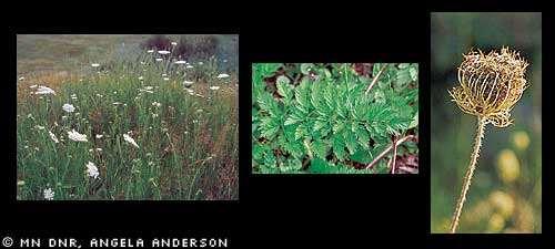 Queen Anne s lace (Daucus carota) (Pictures and identification characteristics from http://www.dnr.state.mn.us/invasives/terrestrialplants/herbaceous/queenannslace.
