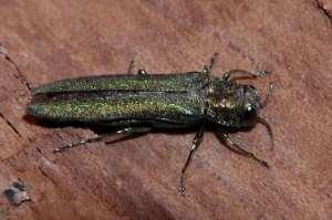 Emerald ash borer (Agrilus planipennis) (EAB) (Pictures and identifying