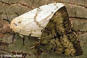 (Pictures and identifying characteristics from http://www.dnr.state.mn.us/invasives/terrestrialanimals/gypsymoth/index.