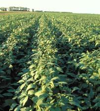 Introduction Your soybean checkoff has developed this guide to help you examine soybean plants for soybean rust and other pest and disease risks that pose threats to your yield potential.