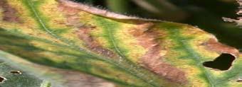 Sudden Death Syndrome (SDS) Photo Credit: Dean Malvick, University of Minnesota Overview: Sudden death syndrome (SDS) is caused by a fungus that lives in soil, which rots roots and uses toxins to