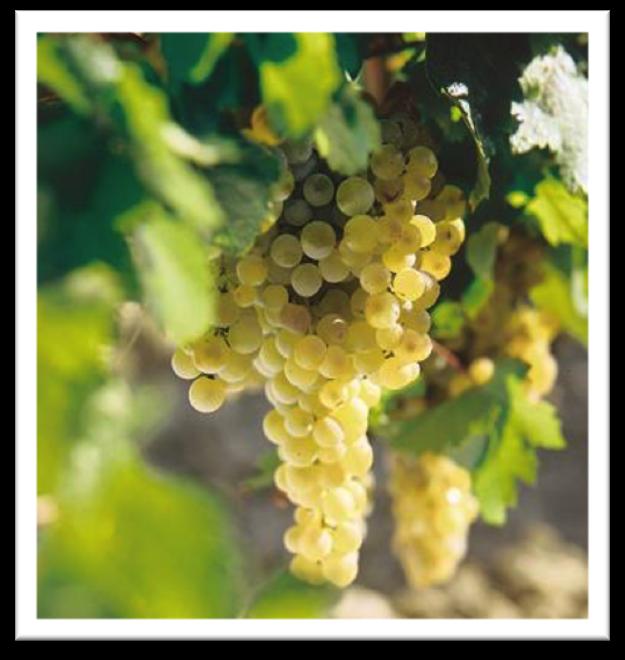 Grapes: the origin of Brandy de Jerez 95% of Brandy de Jerez, produced from grapes of the airén variety: - 12 13 º Baumé - low