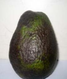 The common diseases attacking avocado are fungal. They include: 1. Avocado root rot. It is a fungal disease which causes to have sunburnt and die back at the tips.