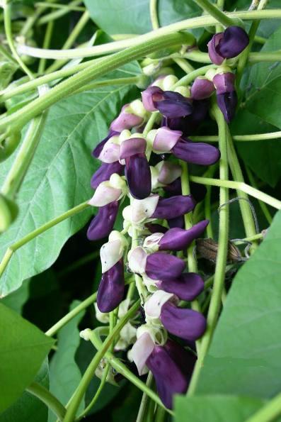 By water Some plants, such as Mucuna produce buoyant seeds termed sea-beans or