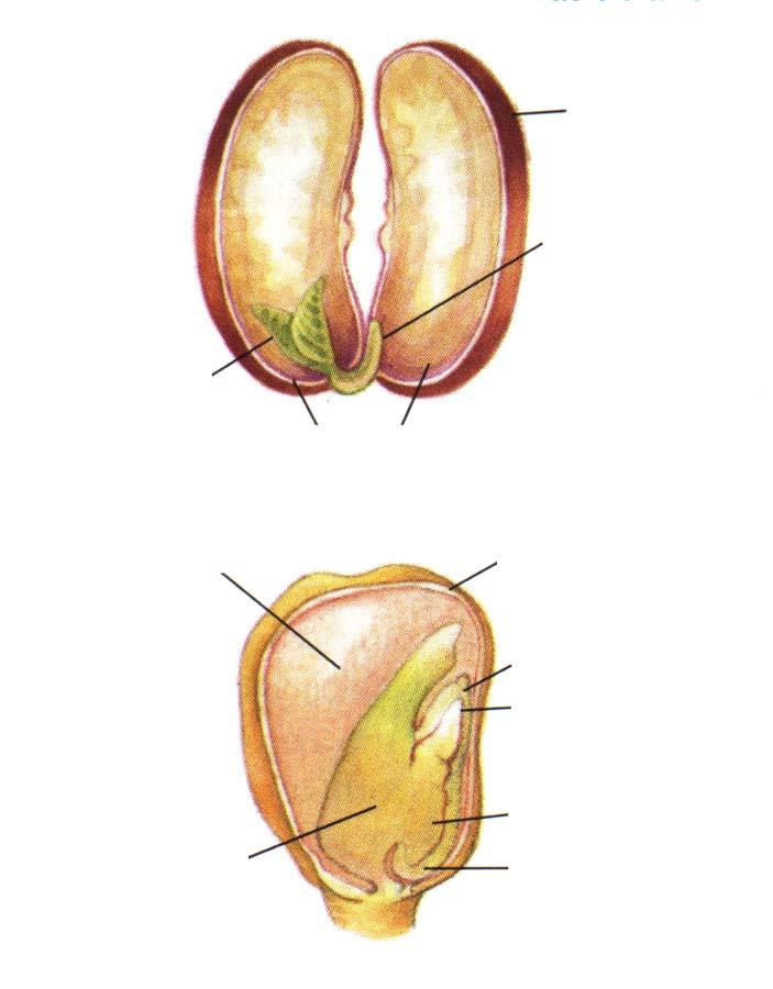 Embryo Parts Seed coat Hypocotyl Epicotyl Cotyledons Endosperm Seed coat