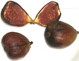 jpg Subtropical Fruits Include Fig