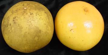 Fresh Citrus Handling Harvest & Transport Fungicide