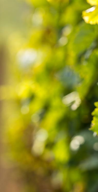 Winegrowers and winemakers today are faced with a multitude of challenges, from increasing their market share to developing an international presence, expanding to optimal size, financing their