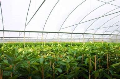 9 INCREASE BLOCK PROCEDURES Increase trees are specially designated nursery propagations for the purpose of rapidly multiplying the supply of propagation material for commercial nursery tree