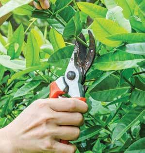 PRUNING PRUNING IS CUTTING BACK PLANTS SO THEY MAKE HEALTHY NEW GROWTH AND PRODUCE MORE FRUIT.
