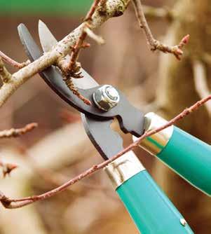 Passionfruit and choko vines also need pruning. The best time to prune anything is after fruiting finishes.