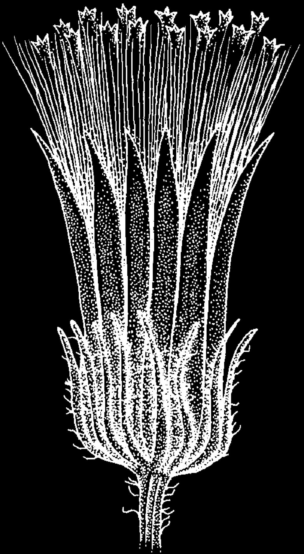 Fig. 39. Distal end of achene of Gochnatia paniculata (Less.