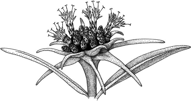 ) Cass. Uniseriate involucre of proximally connate phyllaries. Fig. 45.
