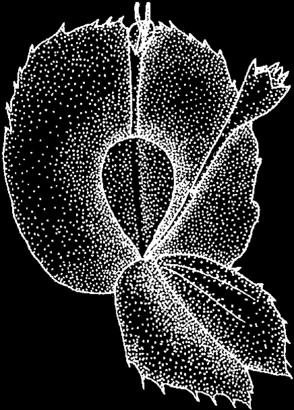 48. Palea and disk floret of Sphagneticola trilobata (L.
