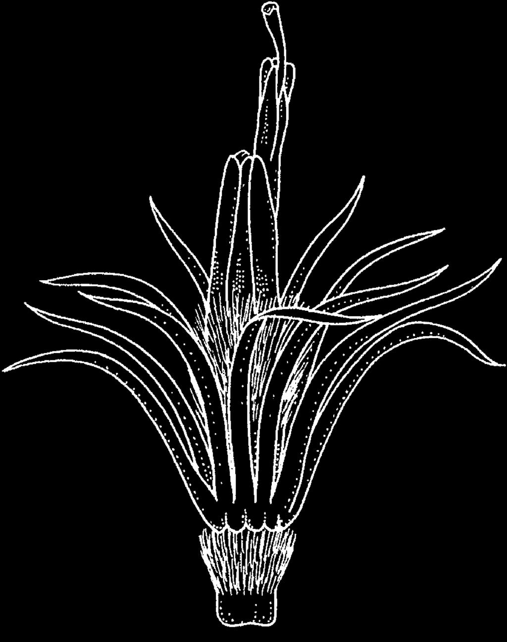 Corymbiform secondary inflorescence of radiate heads of Richterago polyphylla