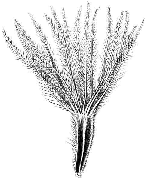Fig. 78. Pistil of Chresta amplexifolia Dematt., Roque & Miranda Gonç.