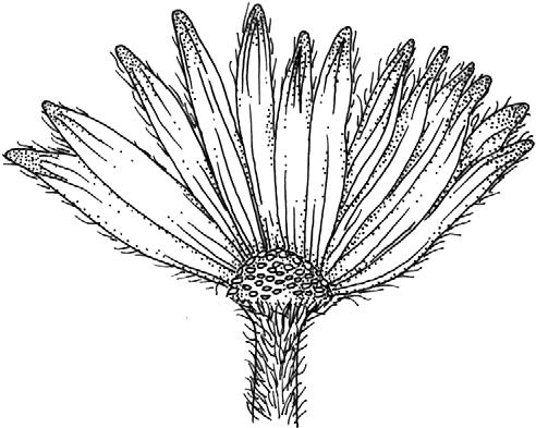 sweeping hairs extending proximally to bifurcation, and long branches. Fig. 79.