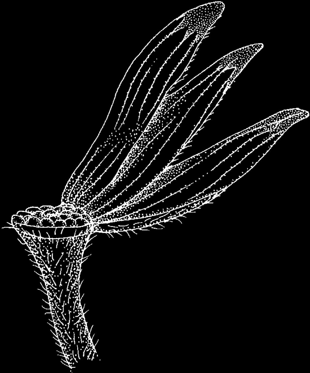 with distinct phyllaries. Fig. 87. Ray floret of Chapt alia integerrima (Vell.) Burkart.