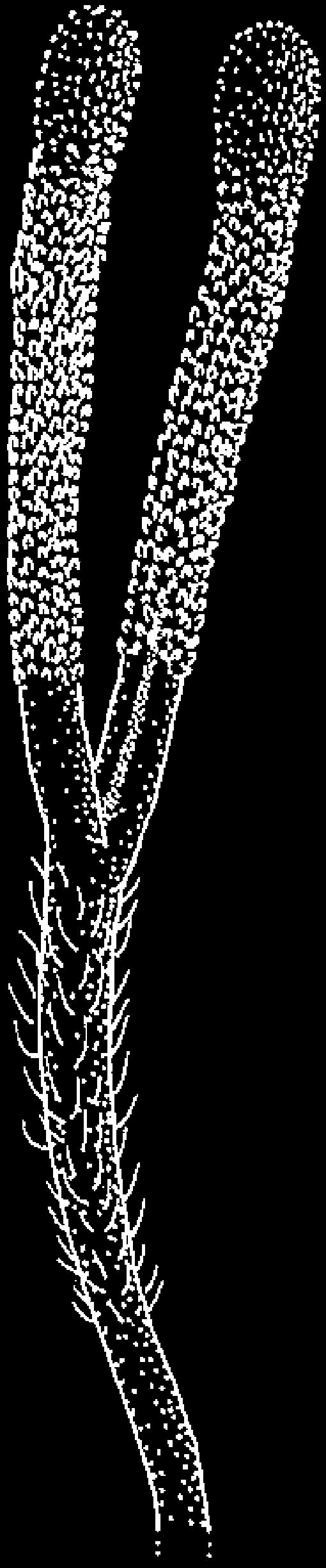 Scale-like appendages on epaleate receptacle of Baccharis dracunculifolia DC. Fig. 86.