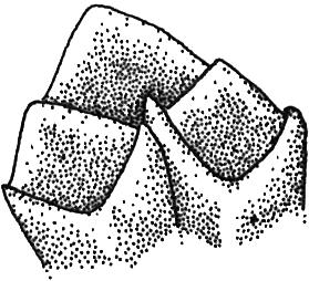 corolla with distally pilose lobes, and style with short lobes. Fig. 90.