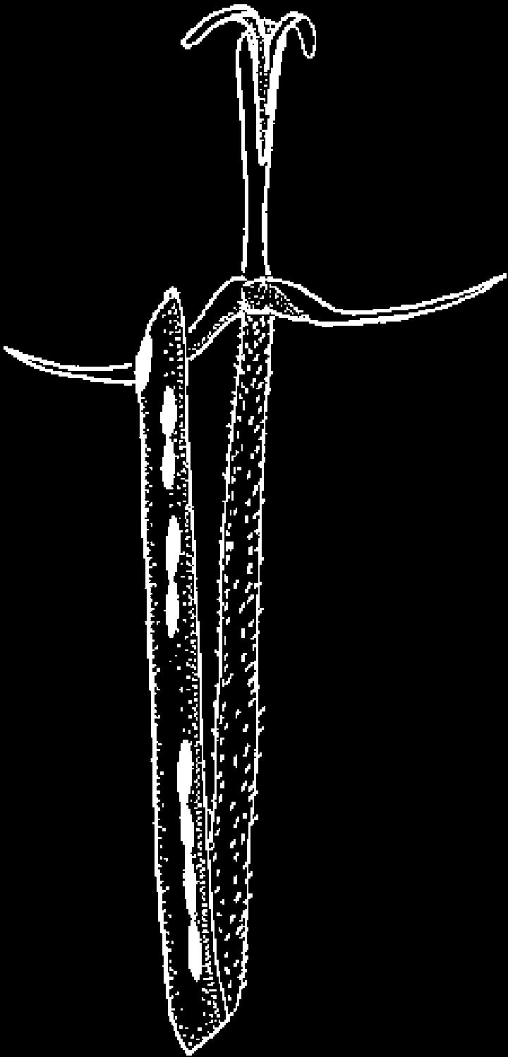 Distal end of achene of Richterago discoidea (Less.) Kuntze illustrating uniseriate setose pappus composed of barbellate bristles. Fig. 100.