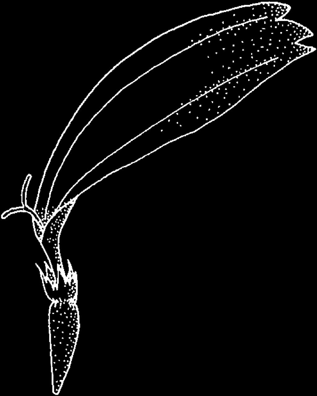 Styliferous pistillate ray floret of