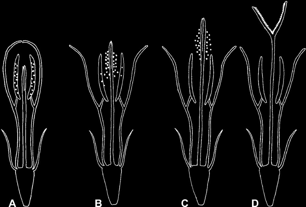 with distally enlarged filaments, calcarate anther bases, and obtuse anther tip