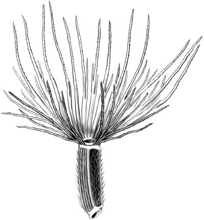 Ribbed achene of Synedrella nodifl ora Gaertn.