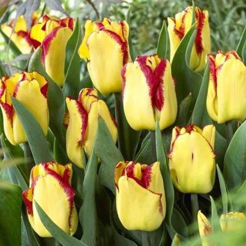 Cape Town Lemon Yellow w/ Scarlet Edges Tulip-Single Early Strong stems