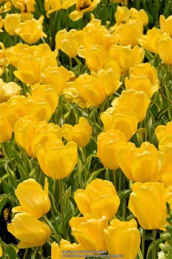 Yellow Wave Bright golden yellow flowers, variegated green and white foliage Darwin