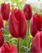 Strong Love The perfect red tulip Triumph - Cross between