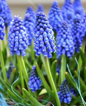 Miscari Grape Hyacinth Early spring bloom - Muscari provide a wealth of blooms and are very easy to grow.