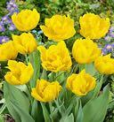 Monte Carlo Full double yellow blooms Double Early - Long