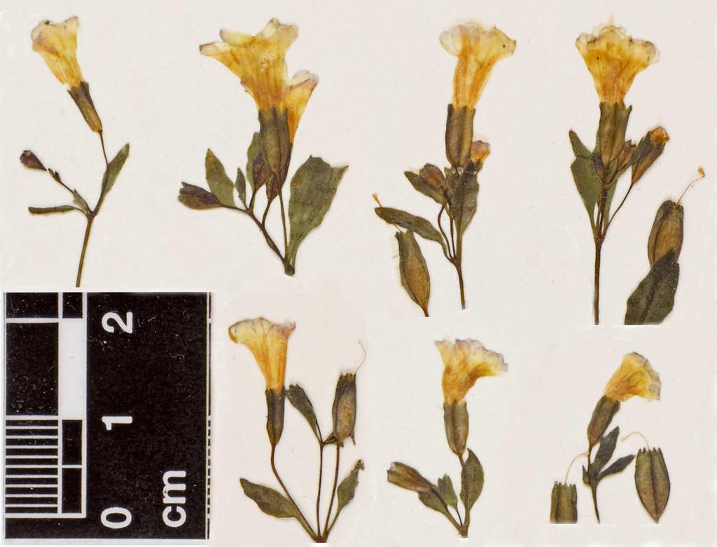 Nesom: New species of Erythranthe sect. Mimulosma 5 Figure 3. Erythranthe trinitiensis, flowers from Parker & Roderick s.n. (CAS).