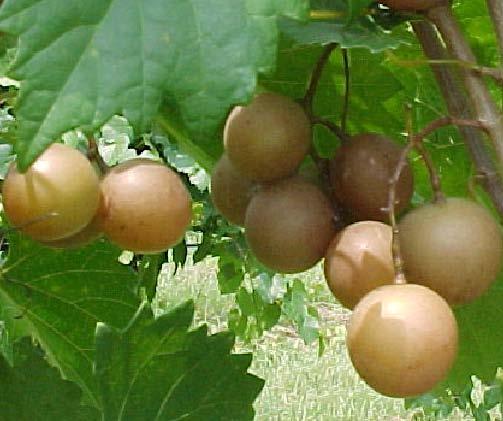 Scuppernong is well known troughout