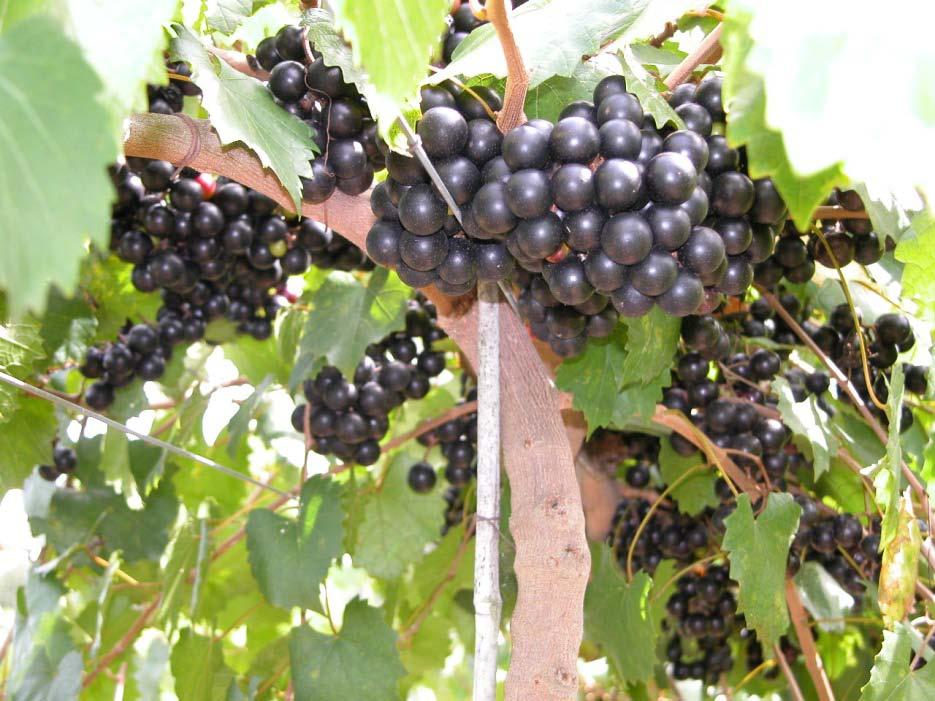 Vine Improvement scheme Selected Mother vines-first generation elite planting material from Best Management