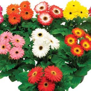 New Varieties Gerbera Flori Line Maxi Select Mix The Flori Line Maxi series features large fl owers on vigorous plants making this a great option for pot production. Well-suited to 5-6 pots.